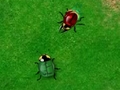 Beetle Wars for at spille online