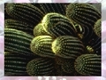 Cactus for at spille online