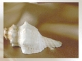 Sea Shell for at spille online