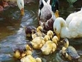 Duck familie for at spille online