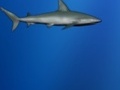 Lost Shark for at spille online