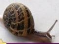 Snail: Puzzle for at spille online